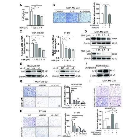 Berberine Inhibits The Proliferation And Migration Of Tnbc Cells