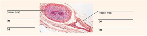 Review Sheet Anatomy Of Blood Vessels Diagram Quizlet