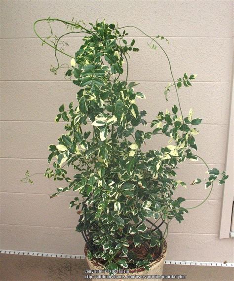 Photo Of The Entire Plant Of Variegated Bower Vine Pandorea