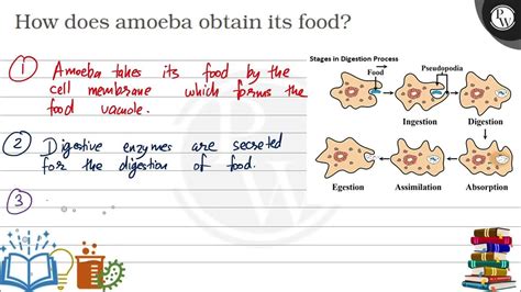 How Does Amoeba Obtain Its Food Youtube