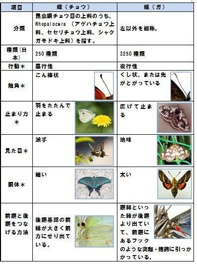 蝶（チョウ）と蛾（ガ） 中高年の中高年による中高年のための音楽