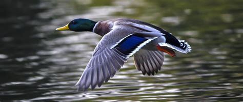 15 Interesting And Fun Mallard Duck Facts You Never Knew Optics Mag