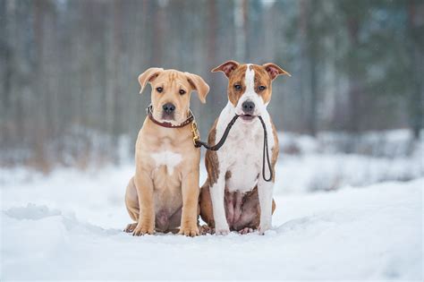 Dog Collars and Leashes – Harvest Array