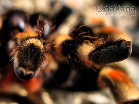 Photographis Brachypelma Smithi Mexican Red Kneed Tarantula Moulting