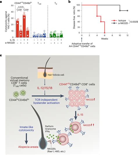 Cytolytic Activity Of CD44s HiCD49dlo CD8 T Cells Is Abrogated By