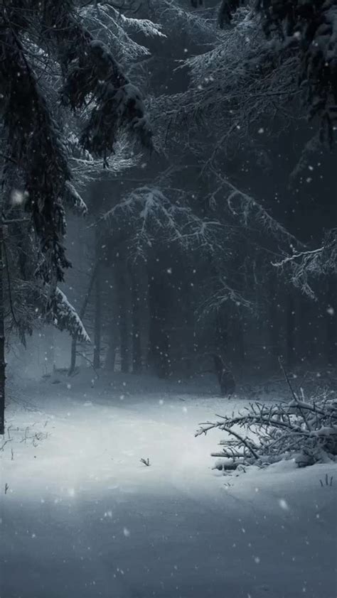 Cool forest with snow in winter iphone wallpaper aesthetic - DesktopHut