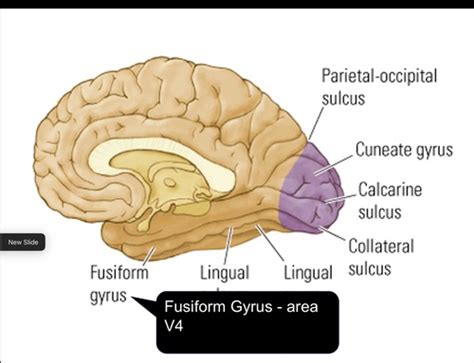 Occipital lobes Flashcards | Quizlet