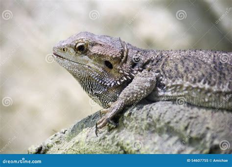 Bearded Dragon Stock Image Image Of Bearded Rock Dragon 54607755