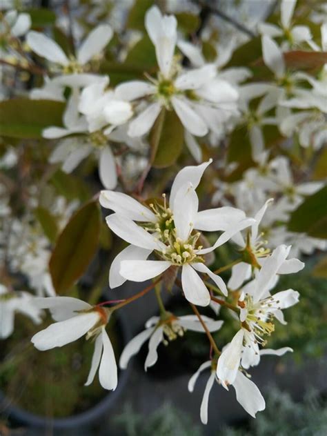 Amelanchier Lamarckii 175 200 Multi Stem 35l Van Arnhem Nursery