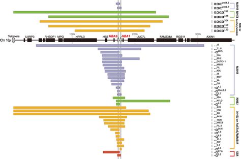 Overview Of The Cnvs Involving The α Globin Gene With Precise