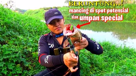 Mancing Gabus Umpan Soft Frog Jumbo Hasil Ya Memuaskan Casting