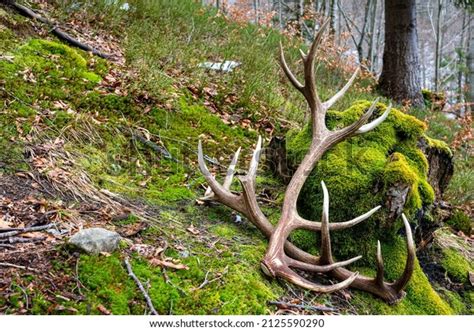 Deer Shedding Antlers Royalty-Free Images, Stock Photos & Pictures ...