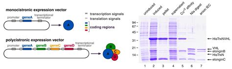 Polycistronic Expression of Protein Complexes | Tan Lab at Penn State