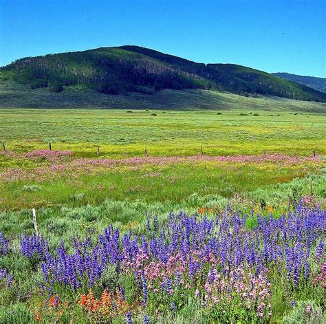 Wildflowers Park City Utah Wild Flowers Beautiful Park