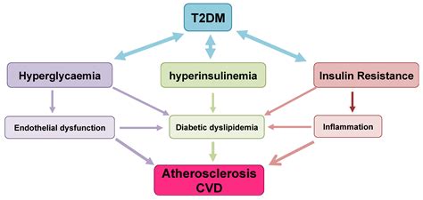 Pathophysiology Of Type 2 Diabetes Mellitus