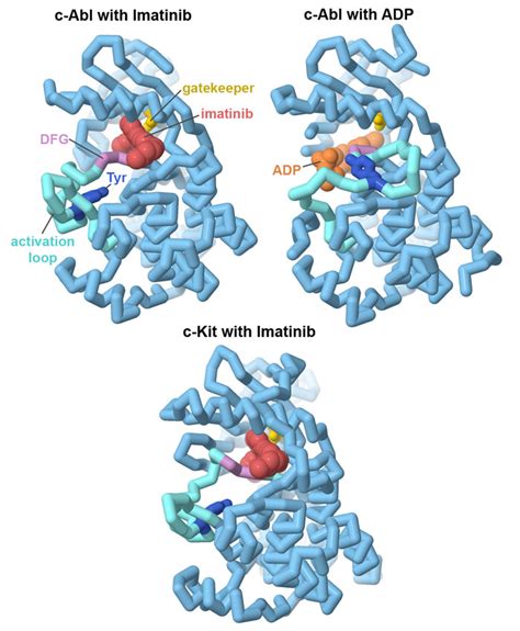 Pdb Molecule Of The Month C Abl Protein Kinase And Imatinib