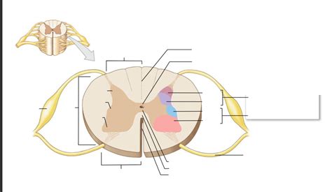 Anatomy And Physiology Sectional Organization Of The Spinal Cord