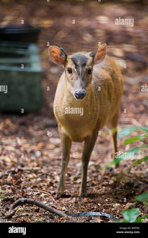 Reeves Muntjac Deer In Captivity The Blur Is The Fence Stock Photo Alamy