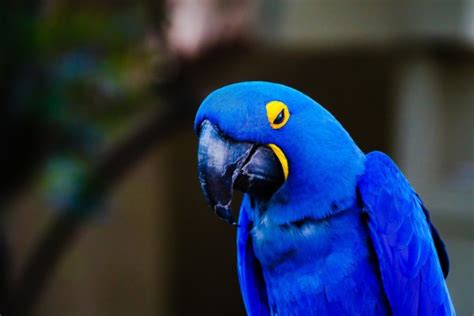 Hd Parrots 4k - 1622x1080 Wallpaper - teahub.io