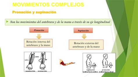 Clase Descripcion De Los Planos Anatomicos Pptx