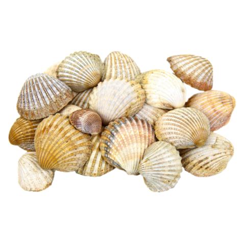 Cockle Seashell Light Clam - Scallop shell png download - 600*600 ...