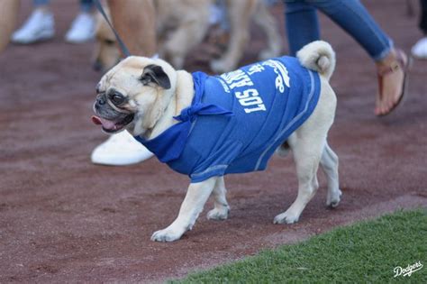 All good Dodger dogs. #Dodgers | Dodger dog, Dodgers, Dogs