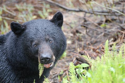 Hunter Takes 800-Pound Ontario Black Bear | Outdoor Life