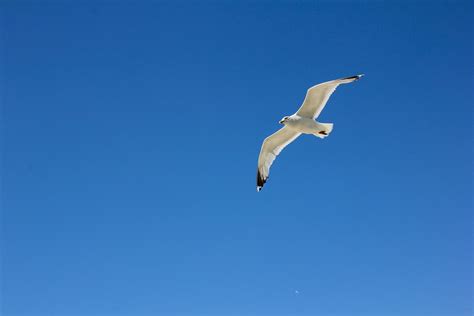 Borkum M We Im Flug Himmel Kostenloses Foto Auf Pixabay