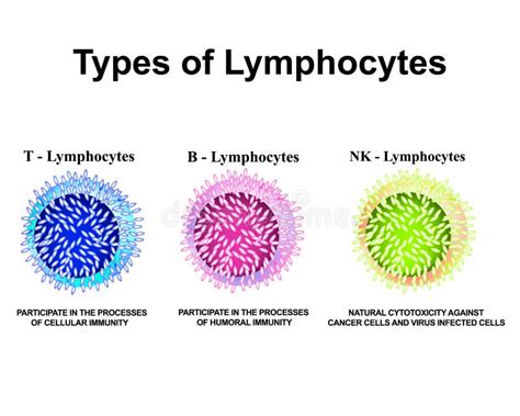 Types of Lymphocytes. T Lymphocytes, B Lymphocytes, NK Lymphocytes Structure. the Function of ...