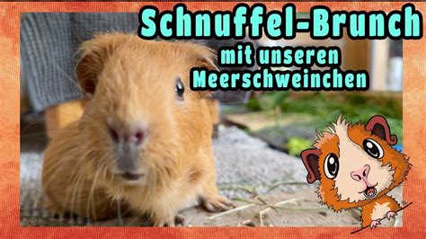 Schnuffel Brunch Mit Unseren Meerschweinchen Youtube