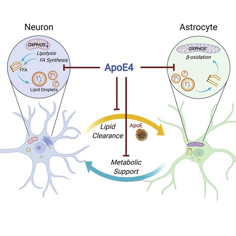 Apoe Impairs Neuron Astrocyte Coupling Of Fatty Acid Metabolism Cell