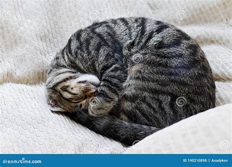 Curled Up Tabby Cat Sleeping On Cushion Stock Photo Image Of White