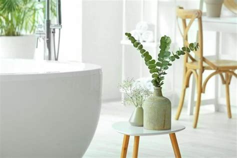 8 Best Feng Shui Plants for the Bathroom - Petal Republic