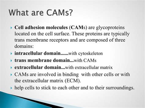 cell adhesion molecules | PPT