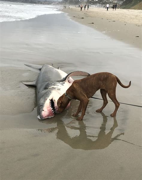 In Photos Great White Shark Washes Up On Santa Cruz Beach Live Science