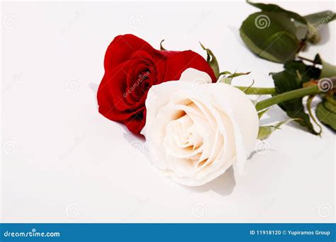 Red and white roses stock photo. Image of leaf, bloom - 11918120