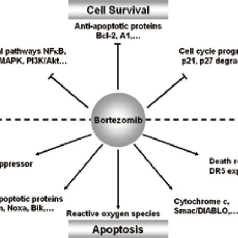 A simplified schema of the molecular mechanism of bortezomib-induced ...