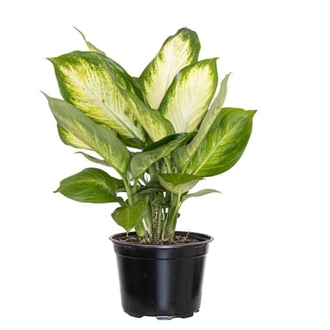 United Nursery Dieffenbachia Camille Dumb Cane Live Plant In 6 Inch