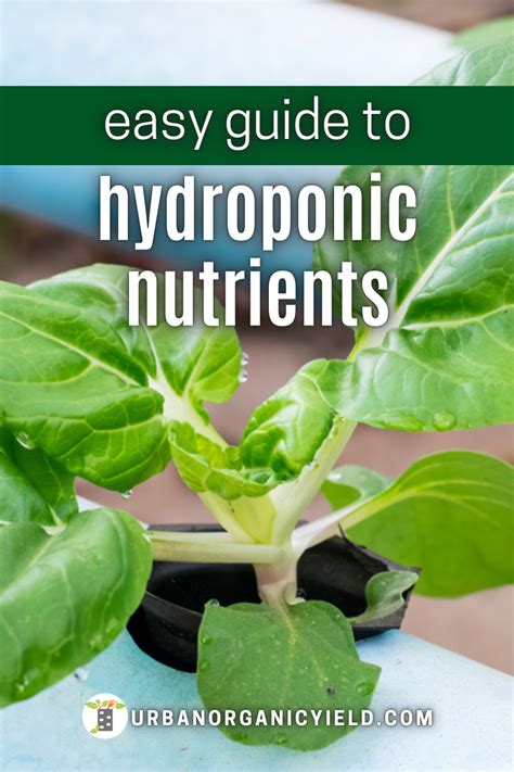 Easy Guide To Hydroponic Nutrient Solution Hydroponics Hydroponic