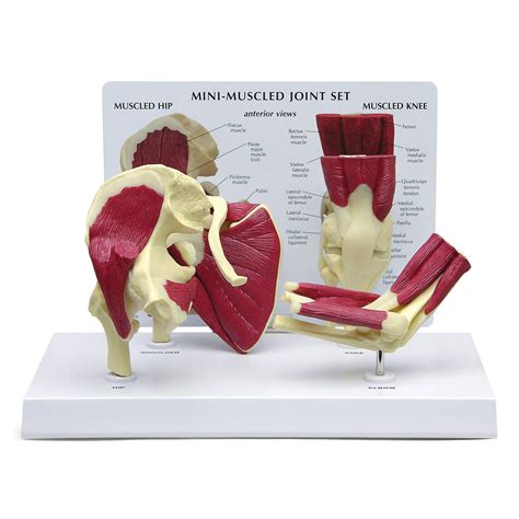 Buy GPI Anatomicals Mini Muscled Joint Model Set Hip Shoulder Knee