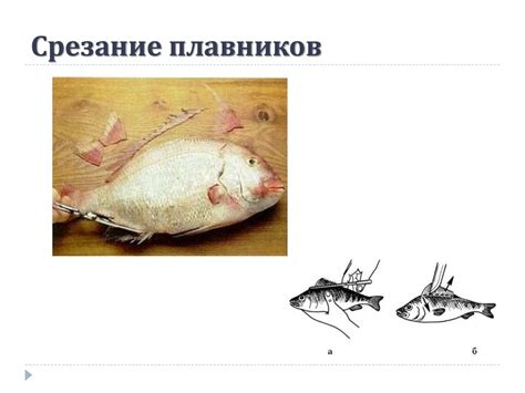 Рыба. Первичная обработка - презентация онлайн