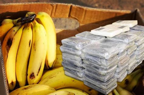 Siniffa La Banana Dallecuador A Civitavecchia Un Bastimento