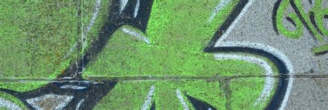 Graffiti Weed Stock Photos, Images and Backgrounds for Free Download