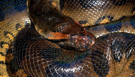 Pictures Of Anaconda Eating Humans - Anaconda Gallery