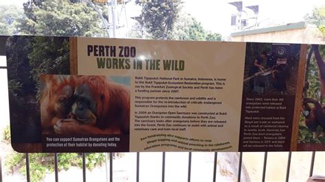 Perth Zoo South Perth 2021 Ce Quil Faut Savoir Pour Votre Visite