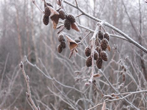 Frosty morning. | Frosty, Insects, Animals