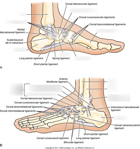 Ankle Ligaments Diagram | Quizlet