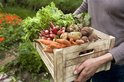 Curso De Agrofloresta Universo Da Floresta Hotmart