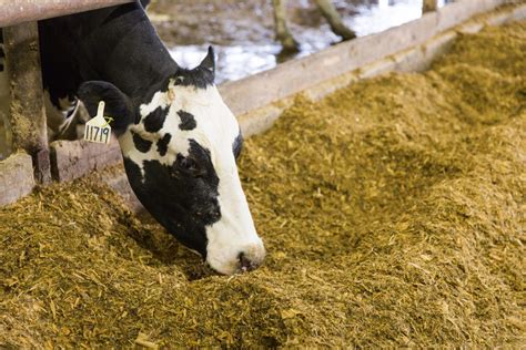 Corn Silage How To Have A Successful Season Form A Feed