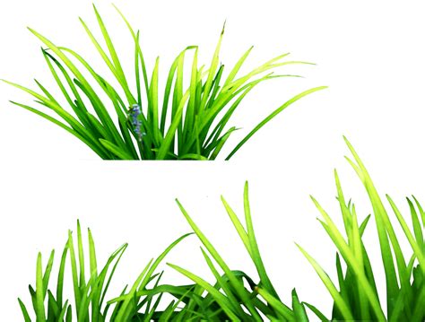 green grass transparent grass png